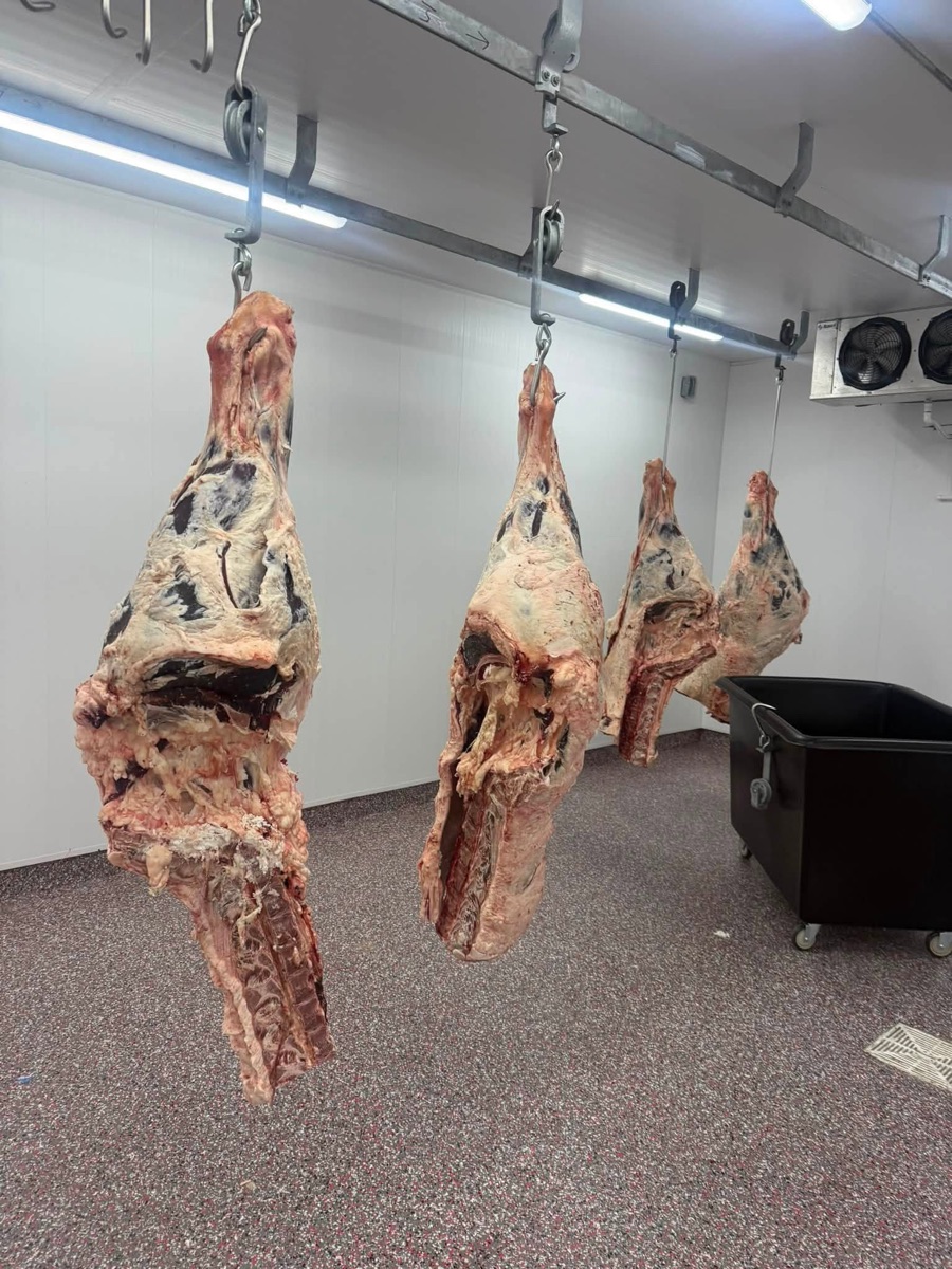 Beef quarters hanging on the rail in the walk-in cooler.